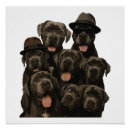 Search for cane corso posters Wolf