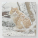 Search for maine coon cat coasters Kitten