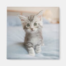 Search for coon magnets Maine coon cat