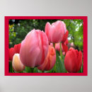 Search for spring bulbs posters Flowers