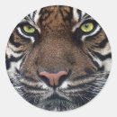 Search for tiger eyes stickers India
