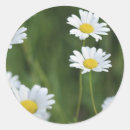 Search for chamomile flowers stickers White