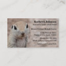 Search for desert squirrel Rodent