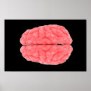 Search for neuroanatomy posters neuroscience