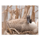 Search for canadian wildlife posters Goose