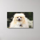 Search for pomeranian canvas prints Head and shoulders