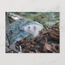Search for ferret postcards Animal