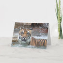 Search for bengal cat cards Tiger