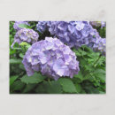 Search for hydrangea postcards Blue