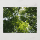 Search for canopy postcards Photography