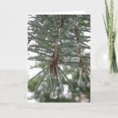 Search for spruce christmas cards Evergreen