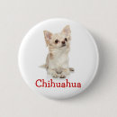 Search for hairy badges Chihuahua