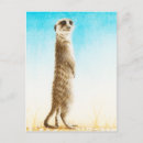 Search for funny animal photo postcards Nature