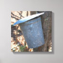Search for maple tree Sugar