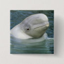 Search for marine badges Mammal