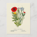 Search for vintage botanical print postcards Nature