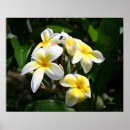 Search for plumeria art Tropical