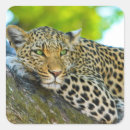 Search for attacks stickers Animals