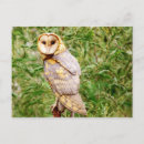 Search for tyto postcards Bird