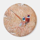 Search for ring magnets Wildlife