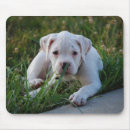 Search for boxer electronics Puppies