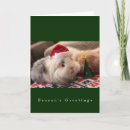 Search for piggy christmas cards Cavy