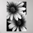 Search for large flower posters Petals