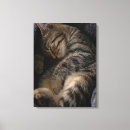 Search for tabby cat canvas prints Striped