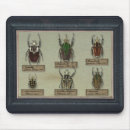 Search for beetles mousepads Insect