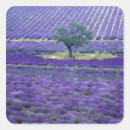 Search for lavender fields stickers Provence