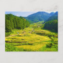 Search for rice postcards Asia