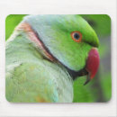 Search for parakeet electronics Nature