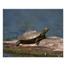 Search for turtle shell posters Wildlife