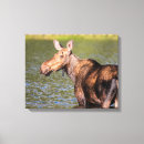 Search for feeding canvas prints Wildlife