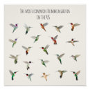 Search for hummingbird posters Birding