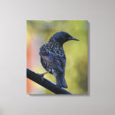 Search for europeans canvas prints Wildlife
