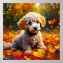 Search for poodle puppy posters Dog