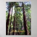 Search for redwood tree posters Muir