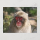 Search for monkey face postcards Monkeys