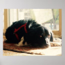 Search for brittany dog posters Spaniel