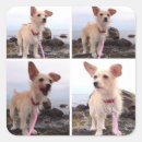 Search for cute beach stickers Dog