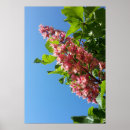 Search for spring bloom posters Flowers