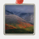 Search for storm christmas tree decorations Winter