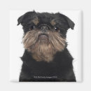 Search for griffon magnets Dog