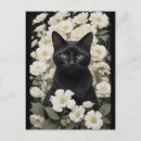 Search for black and white flowers postcards Cat