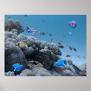 Search for coral reef posters Fish