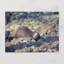 Search for short postcards Cute