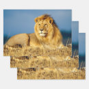 Search for lion wrapping paper Wild animal