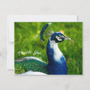 Search for peacock thank you cards Nature