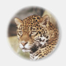 Search for jaguar magnets Animal